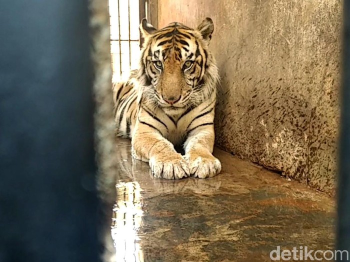 BKSDA turun ke Maharani Zoo dan Goa Lamongan. Petugas BKSDA mengecek kebenaran harimau Sumatera kurus yang viral di medsos. Hasilnya?