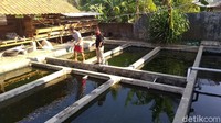 Saat ditemui detikcom dirumahnya Selasa (8/9/2020), Rohyadi menceritakan awal mula dirinya bisa membudidayakan ikan dewa tersebut. Dirinya diminta Taman Nasional Gunung Ciremai (TNGC) untuk melestarikan ikan dewa. Sejak saat itu, Rohyadi bersama rekan-rekannya yang tergabung dalam kelompok Rumah Ikan mulai membudidayakan ikan dewa. Kemudian Ia mengambil indukan ikan dewa dari seorang peternak di Bogor. Bima Bagaskara/Dok. Detikcom.
