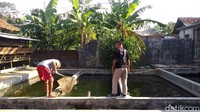 Untuk omsetnya Rosyadi belum bisa menjelaskan berapa yang didapat perbulannya karena masih dalam tahap pengembangan budidaya. Namun tiap bulan, Ia rutin mengirim 50 ekor bibit ikan dewa ke Bekasi. Sayangnya upaya budidaya ikan dewa yang dilakukan Rosyadi memiliki sejumlah kendala. Selain debit air di desanya yang tidak begitu besar, faktor ikan dewa yang keramat juga membuat proses budidaya berjalan lambat. Bima Bagaskara/Dok. Detikcom.