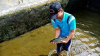 Proses budidaya ikan dewa ini kata Rosyadi tidak begitu sulit. Namun diperlukan kesabaran ekstra karena pertumbuhan ikan tersebut relatif lambat. Karena proses yang cukup lama itulah, Rosyadi saat ini hanya menjual bibit ikan dewa dengan ukuran maksimal 10 centimeter yang dihargai Rp 20 ribu. Selain itu, untuk satu kilogramnya, ikan dewa tersebut dihargai mencapai Rp 1 juta. Istimewa/Dok. Pribadi/Rohyadi.