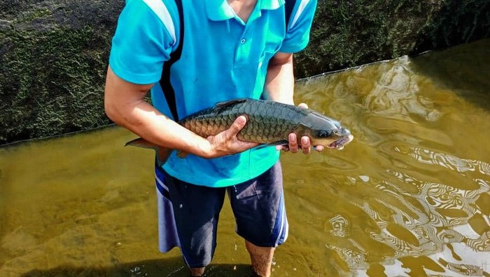 Budi Daya Ikan Dewa yang Dikeramatkan, Harga Bisa Rp 1 Juta/Kg Ikan dewa yang dikeramatkan oleh sejumlah orang ternyata bisa dibudidayakan. Untuk satu kilogramnya harga ikan itu bisa mencapai Rp 1 juta.