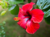4 Tanaman yang Cocok buat di Teras Menurut Feng Shui