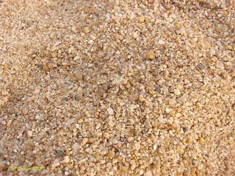 Deretan Kamuflase Hewan yang Bikin Mata Terkecoh