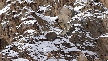 Macan tutul salju, bisa lihat penampakannya? Foto: Boredpanda