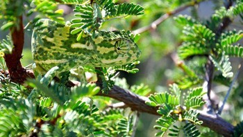 Bunglon yang terkenal suka berubah-ubah warna sesuai tempat ia pijak. Foto: Boredpanda