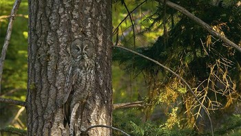 Awas ada yang sedang memantau dari pohon ini. Foto: Boredpanda