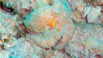 Gurita yang menyamar jadi batu karang. Foto: Boredpanda