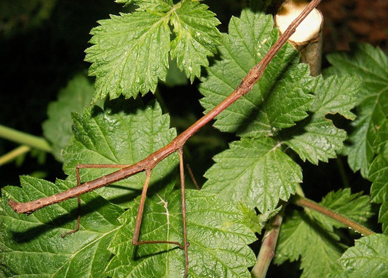 Deretan Kamuflase Hewan yang Bikin Mata Terkecoh