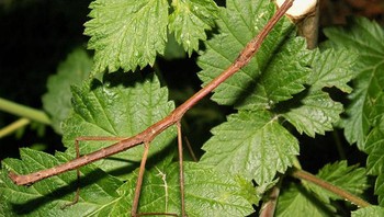 Ini bukan ranting pohon melainkan serangga yang menyerupai wujud tongkat. Foto: Boredpanda