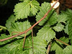 Deretan Kamuflase Hewan yang Bikin Mata Terkecoh