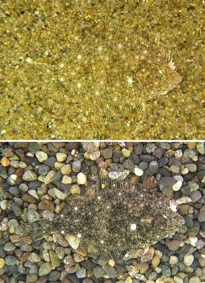 Deretan Kamuflase Hewan yang Bikin Mata Terkecoh