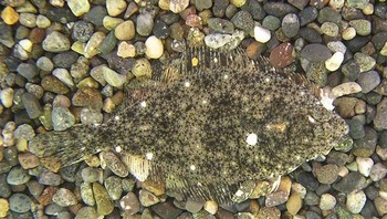 Ikan flounder yang bisa berubah-ubah warna sesuai dengan lingkungan sekitarnya. Foto: Boredpanda