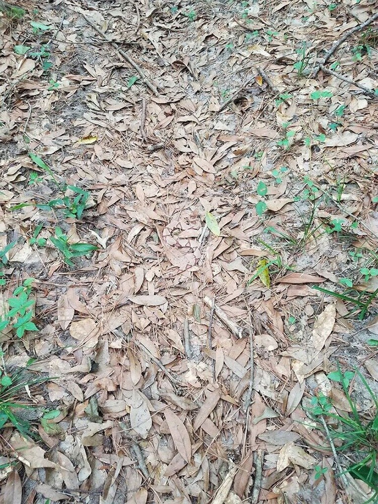 Deretan Kamuflase Hewan yang Bikin Mata Terkecoh Deretan Kamuflase Hewan yang Bikin Mata Terkecoh