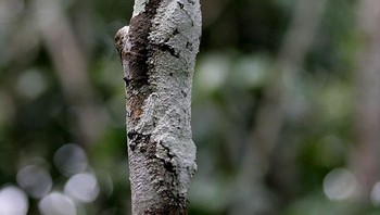 Tokek. Foto: Boredpanda