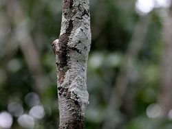 Deretan Kamuflase Hewan yang Bikin Mata Terkecoh