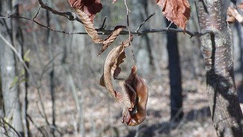 Kelelawar merah. Foto: Boredpanda