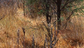 Antelope yang mengintip dari ranting-ranting pohon. Foto: Boredpanda