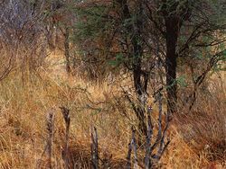 Deretan Kamuflase Hewan yang Bikin Mata Terkecoh