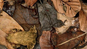 Ada tiga katak di antara dedaunan. Foto: Boredpanda