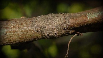 Ada laba-laba hinggap di dahan pohon ini. Foto: Boredpanda