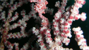 Kuda laut yang menyamar jadi tumbuhan laut. Foto: Boredpanda