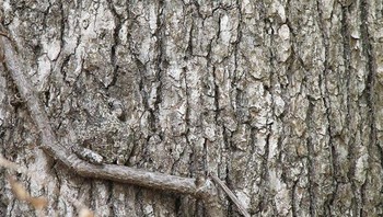 Si katak yang berubah warna abu-abus seperti kulit pohon ini. Foto: Boredpanda