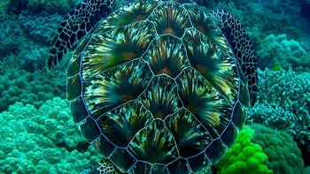 Penyu hijau. Foto: Boredpanda