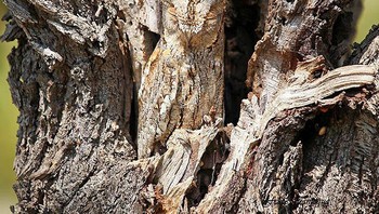 Burung hantu bertanduk esar yang menyatu dengan warna kulit pohon. Foto: Bright Side