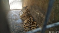 Bagaimana pengelola Maharani Zoo dan Goa Lamongan menanggapi viralnya hewan yang menjadi salah satu koleksinya? Mereka mengaku biasa saja dengan viralnya harimau Sumatera tersebut.