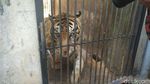 Foto-foto Viral Harimau Kurus di Maharani Zoo