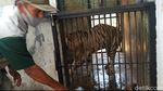 Foto-foto Viral Harimau Kurus di Maharani Zoo