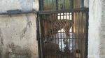 Foto-foto Viral Harimau Kurus di Maharani Zoo