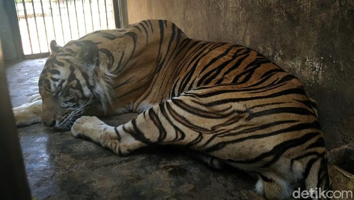Foto-foto Viral Harimau Kurus di Maharani Zoo Viral video harimau bertubuh kurus di media sosial. Harimau tersebut merupakan koleksi Maharani Zoo dan Goa Lamongan.