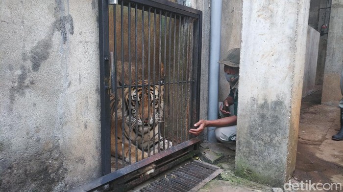 harimau maharani zoo