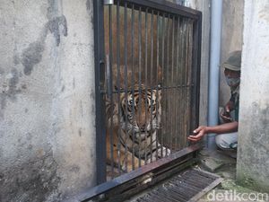 Viral Bertubuh Kurus Karena Sudah Tua, Kapan Seekor Harimau Menua?