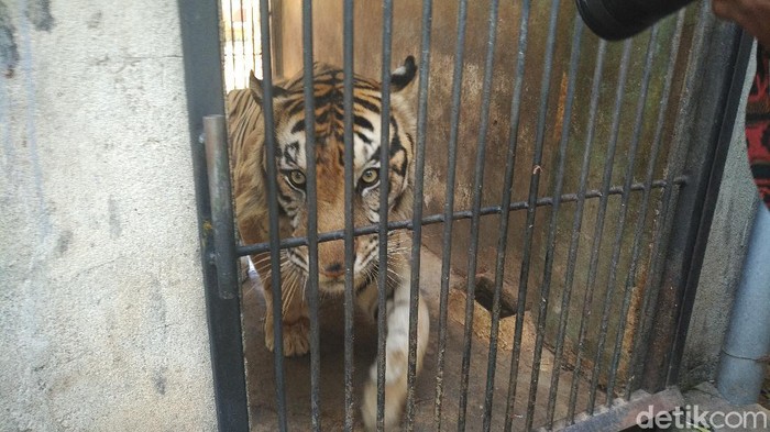 harimau maharani zoo