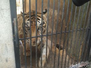 Harimau Maharani Zoo Viral Bertubuh Kurus, Bagaimana Pola Makannya?