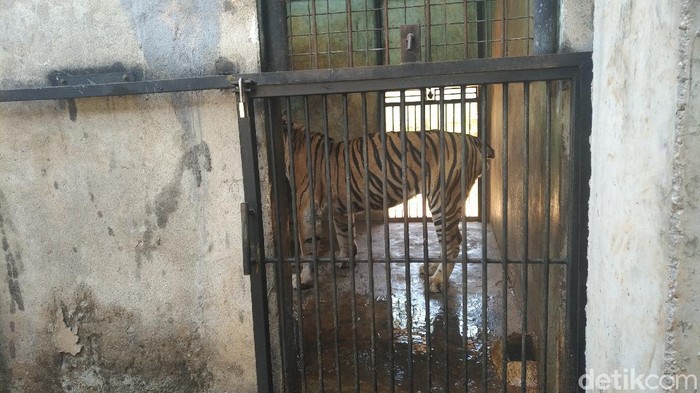 harimau maharani zoo