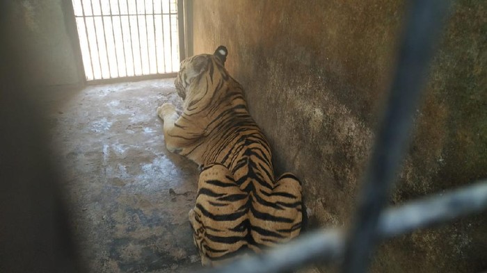 harimau maharani zoo