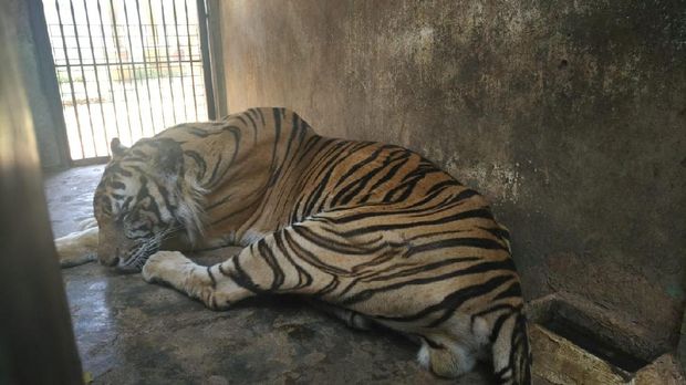 harimau maharani zoo