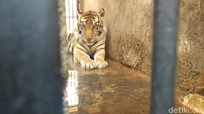 harimau maharani zoo