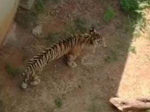 Penjelasan Dokter Hewan soal Harimau Kurus di Maharani Zoo