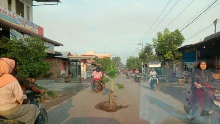Jalan rusak ditanam pisang di Medan (dok. Istimewa)