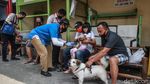 Petugas Blusukan untuk Suntik Vaksin Hewan Peliharaan