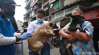 Mayoritas hewan yang mendapat vaksin adalah anjing.