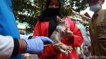 Petugas Blusukan untuk Suntik Vaksin Hewan Peliharaan
