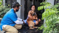 Petugas mendatangi rumah warga pemilik hewan untuk memberikan vaksin HPR.