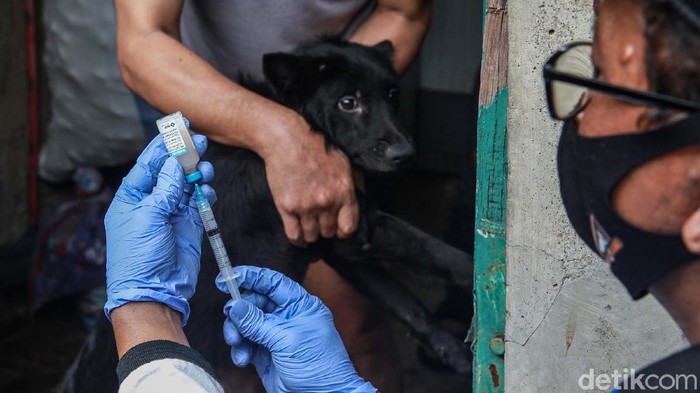 Petugas Blusukan ke Gang-gang untuk Suntik Vaksin Hewan Peliharaan Petugas Suku Dinas Ketahanan Pangan, Kelautan dan Pertanian (KPKP) Jakarta Pusat, blusukan ke pemukiman warga. Mereka memberi vaksin kepada hewan peliharaan.