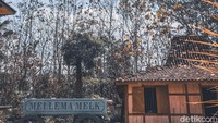 Rumah Annelies berada di area studio Alam Gamplong, di Desa Sumberrahayu, Moyudan, Sleman, Yogyakarta.   (Rifqi Ardita/detikTravel)