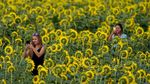 Semarak Bunga Matahari yang Mekar di Kansas